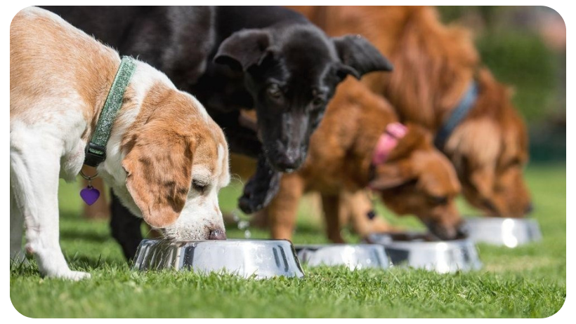 your dogs feeding schedule